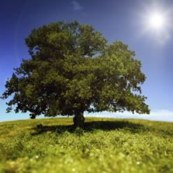 Long Term Care